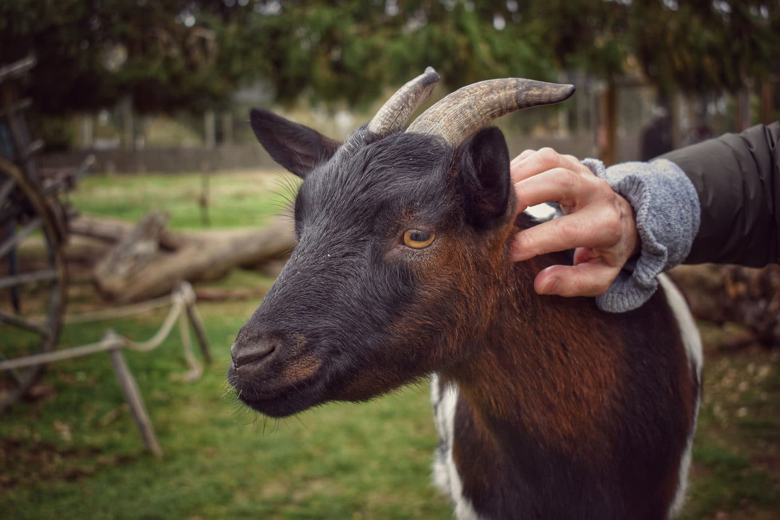 Hand stroking a goat at a petting farm